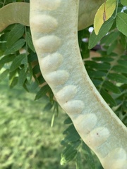 Gleditsia triacanthos