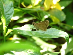 Lerodea eufala eufala