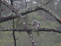 Sciurus oculatus