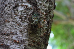 Hyalessa maculaticollis