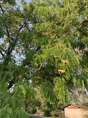 Gleditsia triacanthos