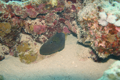 Calloplesiops altivelis