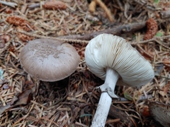 Amanita porphyria