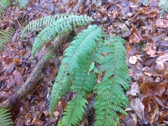 Polystichum × wirtgenii