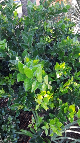 Ligustrum japonicum iNat (3)