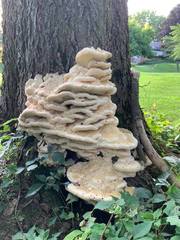 Vanderbylia robiniophila