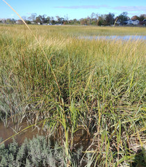 Sporobolus alterniflorus