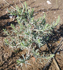 Suaeda maritima