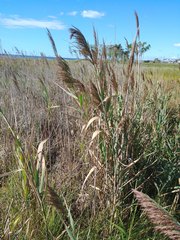 Phragmites australis