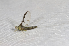 Callibaetis pretiosus