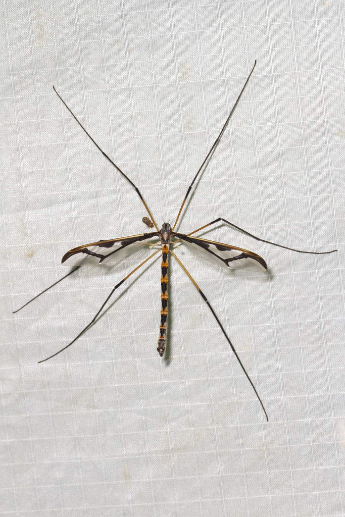 Pedicia margarita