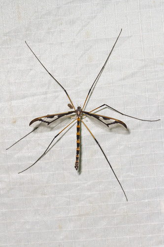 Pedicia margarita