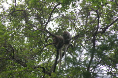 Plecturocebus donacophilus