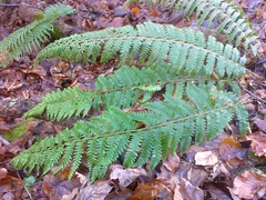 Polystichum × wirtgenii