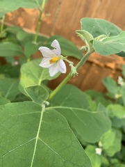 Solanum melongena
