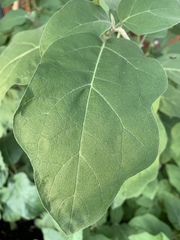 Solanum melongena