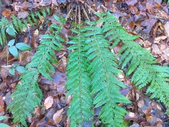 Polystichum × wirtgenii