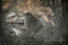 Drymodes brunneopygia