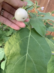 Solanum melongena