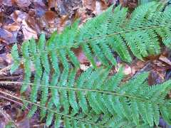 Polystichum × wirtgenii