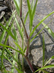 Panicum gattingeri