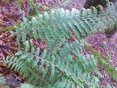 Polystichum × wirtgenii