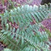Wirtgen's Holly Fern - Photo (c) Erwin Gruber, some rights reserved (CC BY), uploaded by Erwin Gruber
