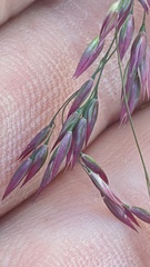 Vahlodea atropurpurea