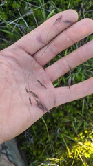 Vahlodea atropurpurea