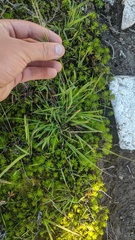 Vahlodea atropurpurea