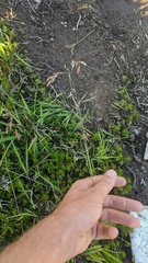 Vahlodea atropurpurea