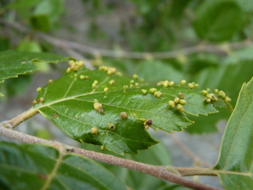 Eriophyes leionotus