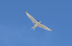 Sternula antillarum browni