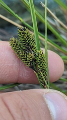 Carex lenticularis dolia