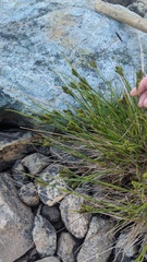 Carex lenticularis dolia