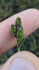 Carex lenticularis dolia