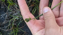 Carex lenticularis dolia