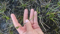 Carex lenticularis dolia