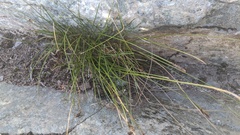 Carex micropoda