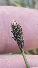 Carex micropoda