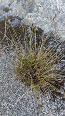 Carex micropoda