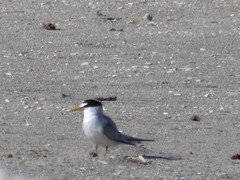 Sternula antillarum browni
