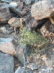 Eriogonum nidularium