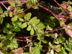 Euphorbia humistrata