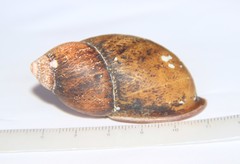 Mirinaba unidentata