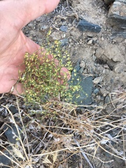 Eriogonum nidularium