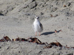Sternula antillarum browni