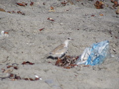 Sternula antillarum browni