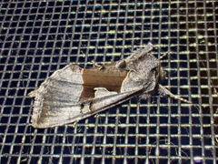 Syngrapha orophila