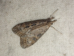 Udea turmalis